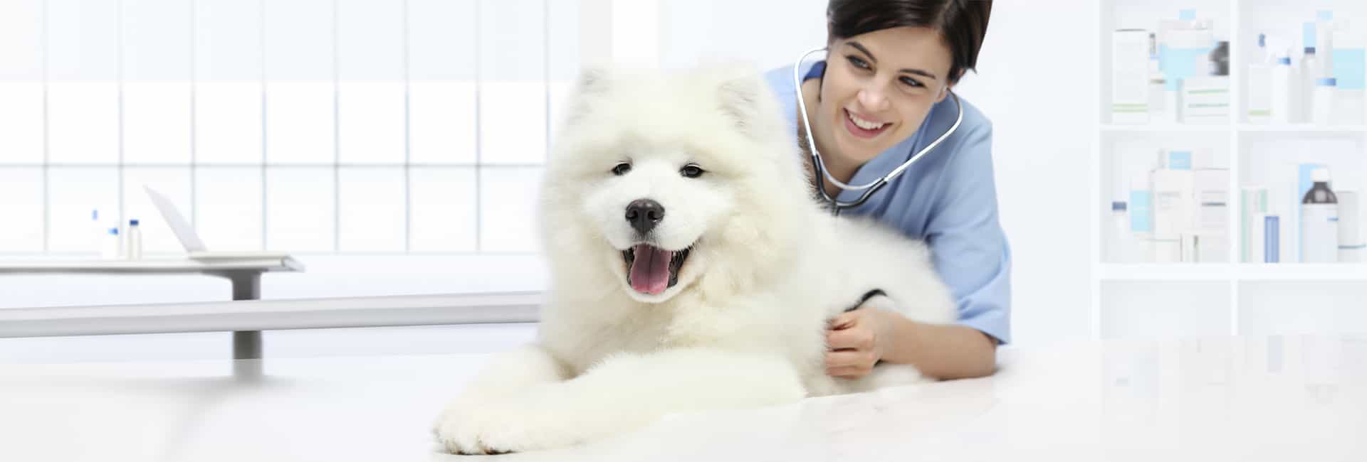 master-en-practica-clinica-y-urgencias-de-pequeÃ±os-animales