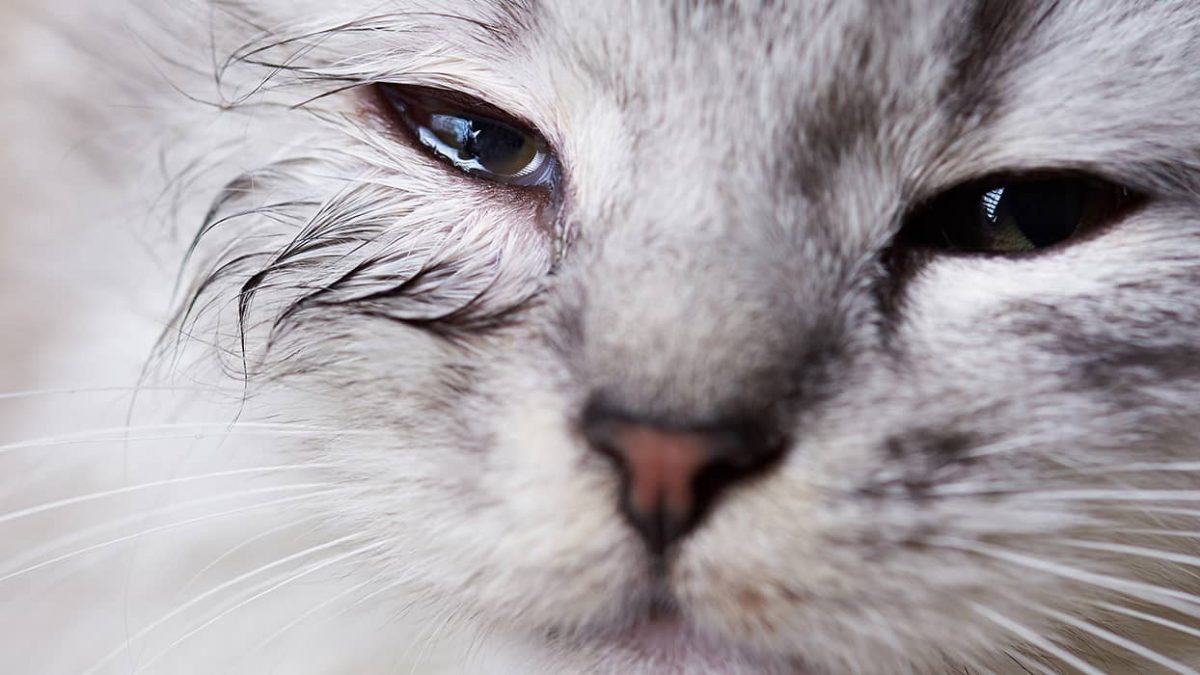Retinopatía tóxica por enrofloxacino en gatos