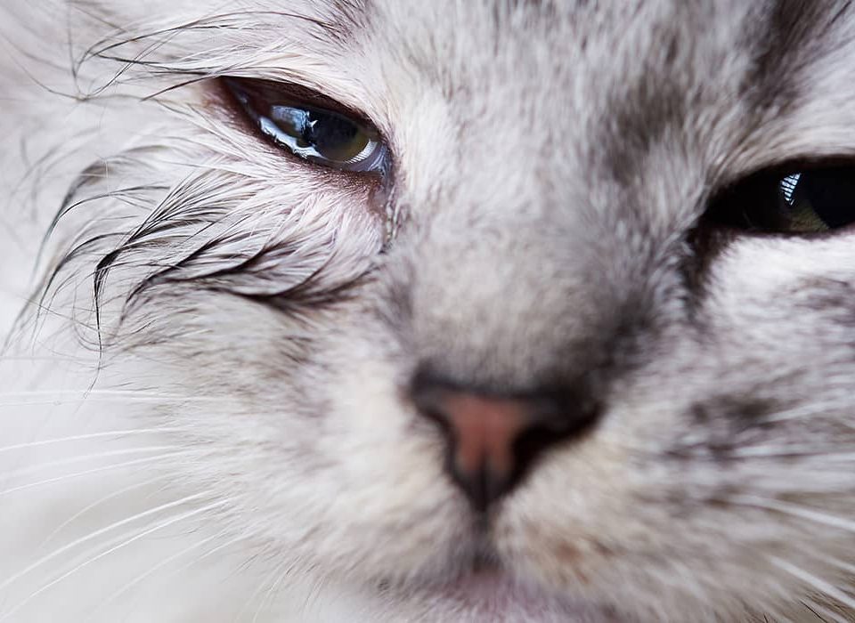 Retinopatía tóxica por enrofloxacino en gatos