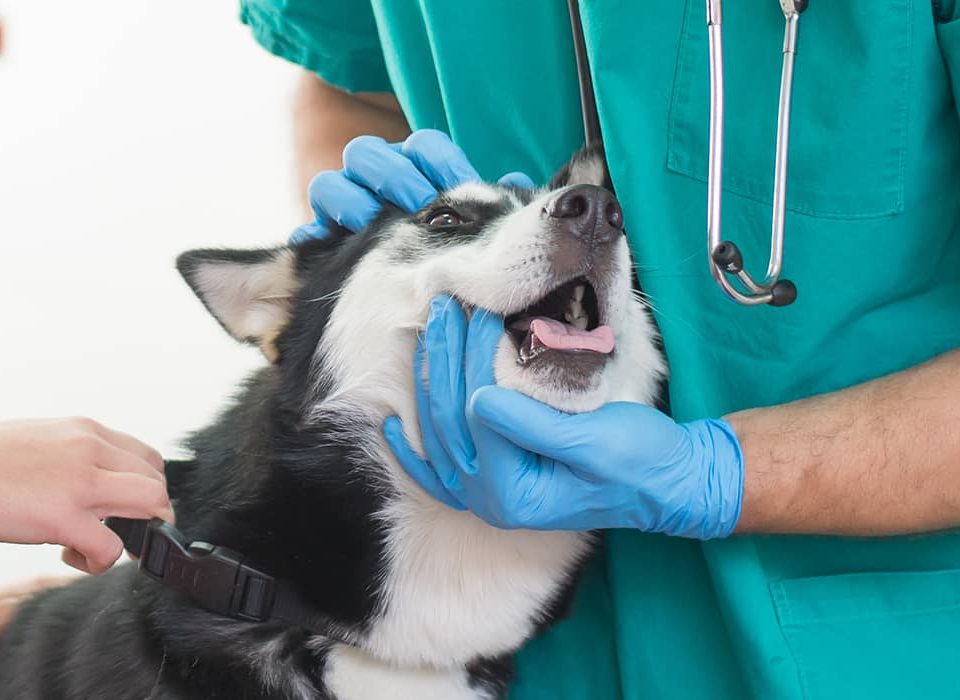 Síndrome de Horner en paciente canino