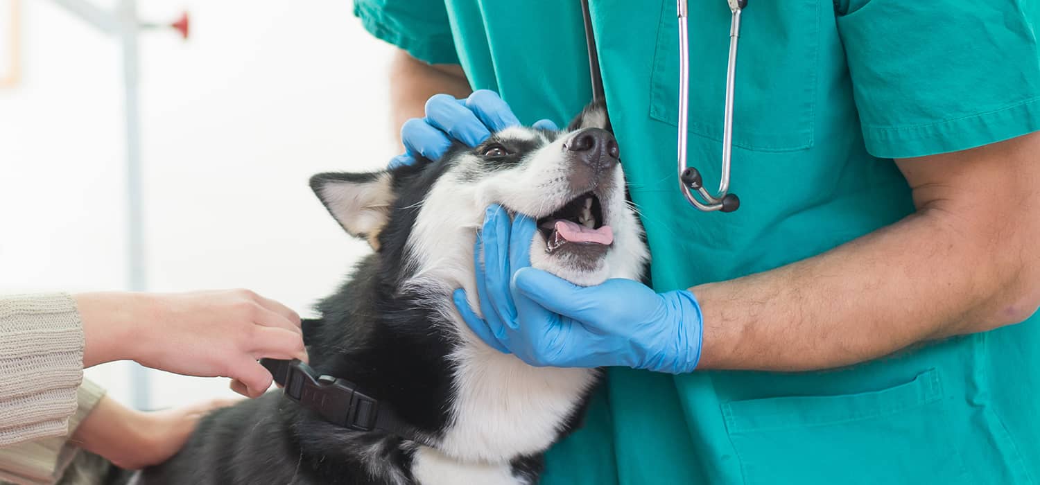 Síndrome de Horner en paciente canino